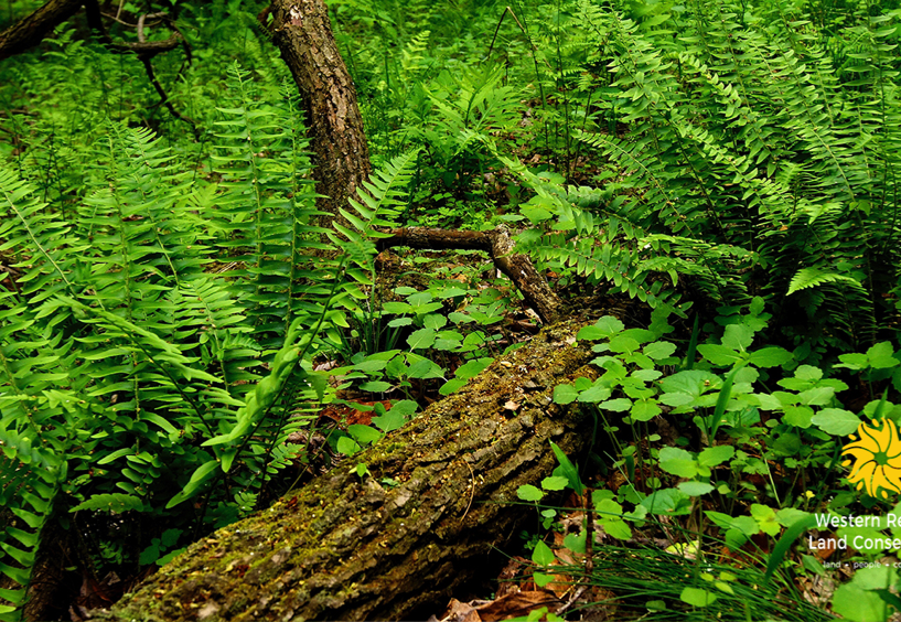 A log on the forest floor surrounded by foliage.