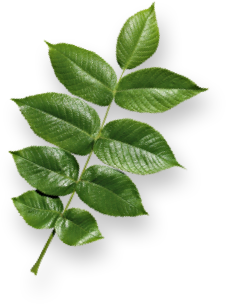 A healthy plant branch with a lot of leaves