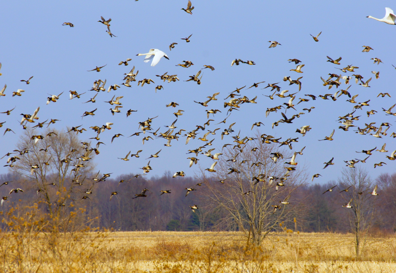 A fairly barren golden field with a ton of geese flying in the air