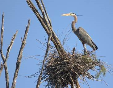 A blue heron perches atop a tall tree in its nest