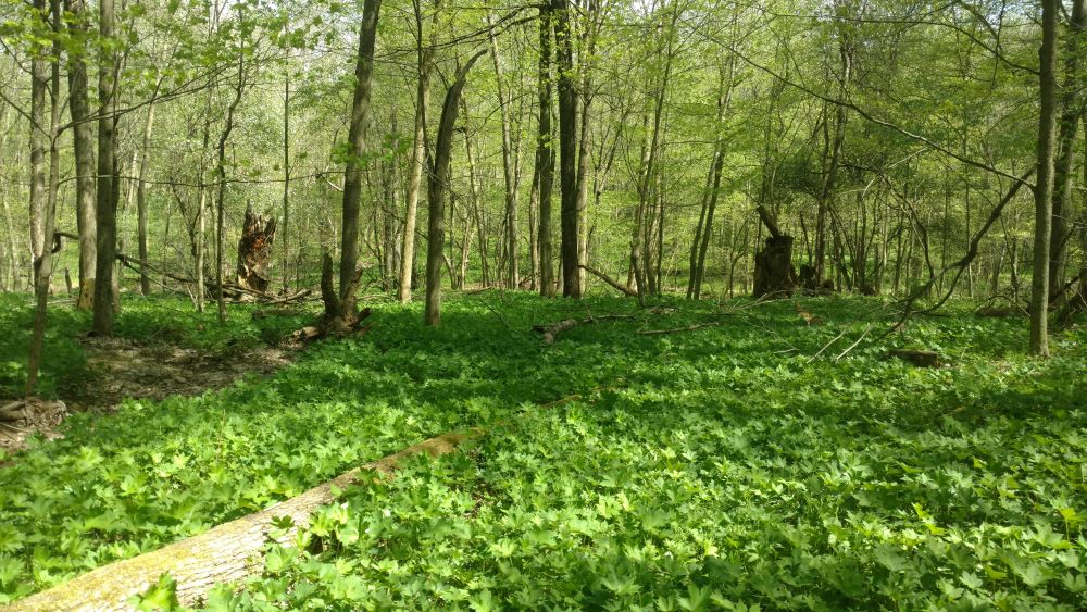 green waterleaf grows abundantly in a mature forest in northeast Ohio.