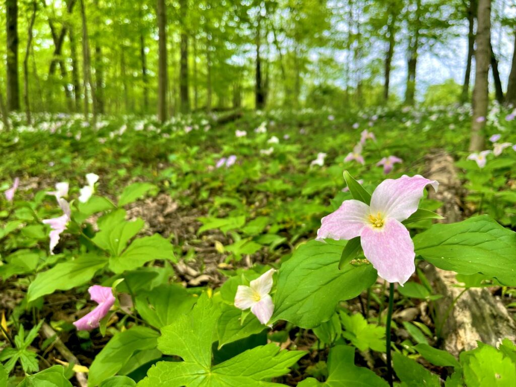 Pink trilium flowers cover the forest floor at the Keplar farm